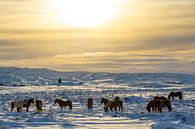 IJslandse paarden in de winter van Melissa Peltenburg thumbnail