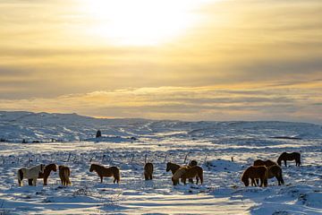 Icelandic horses in winter by Melissa Peltenburg