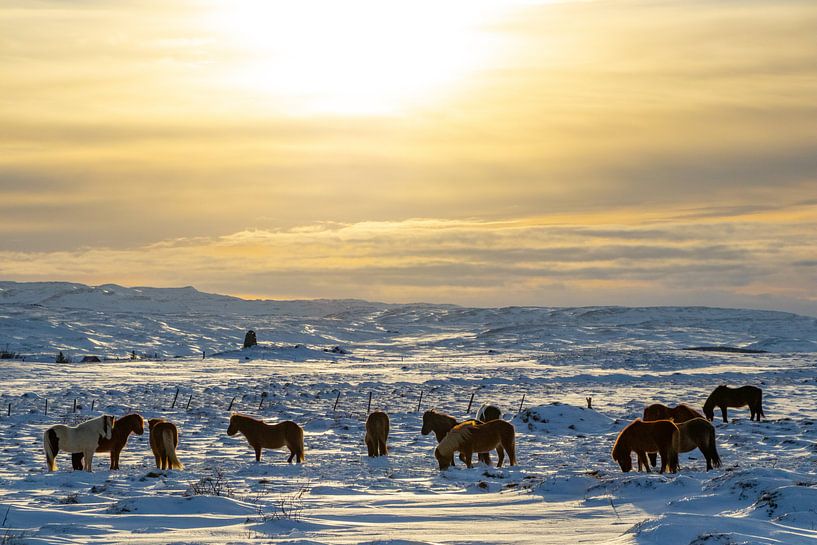 IJslandse paarden in de winter van Melissa Peltenburg