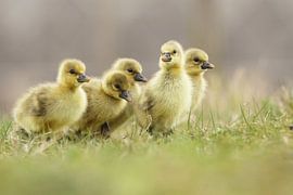 Discovery tour by Rene Smits