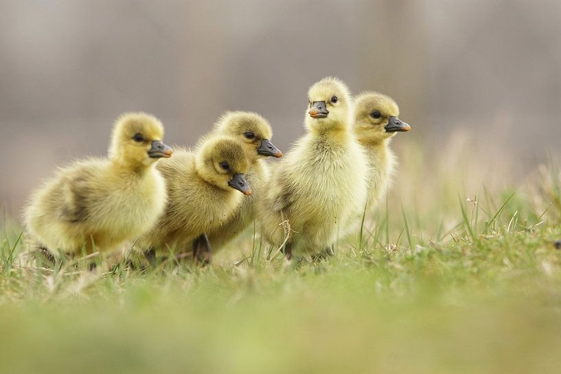 Circuit de découverte par Rene Smits