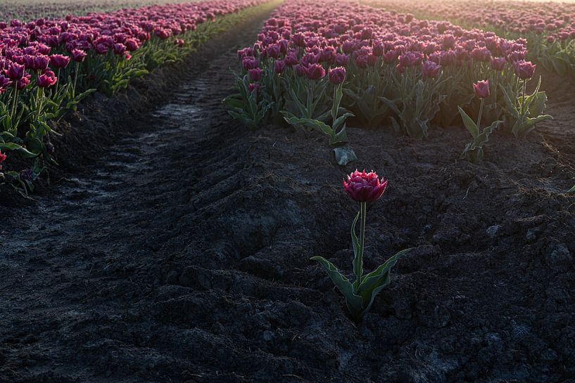 red tulip seems to be ahead of the troops by peterheinspictures