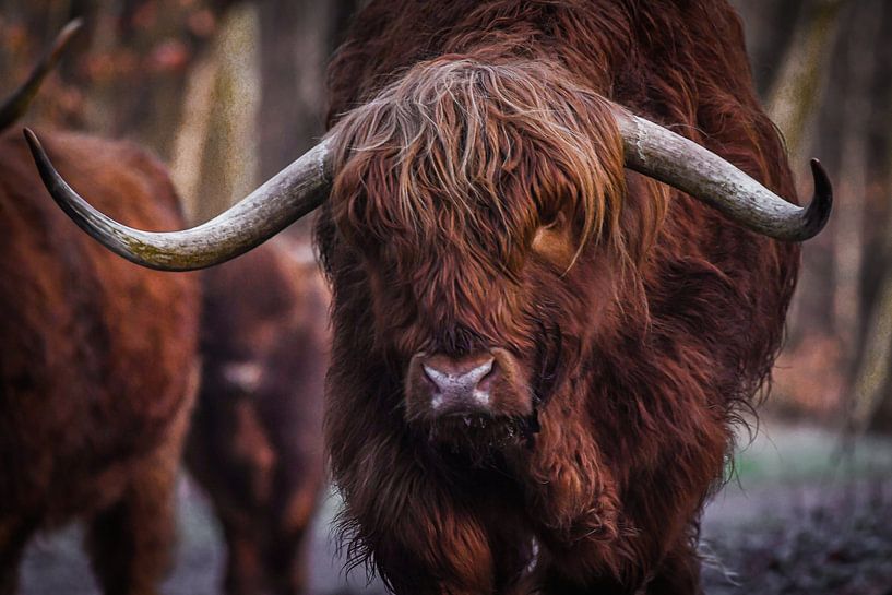 Scottish Highlander by Shirley Douwstra