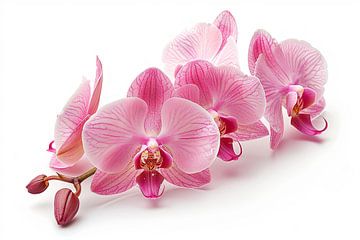 orchidée sur fond blanc sur Egon Zitter