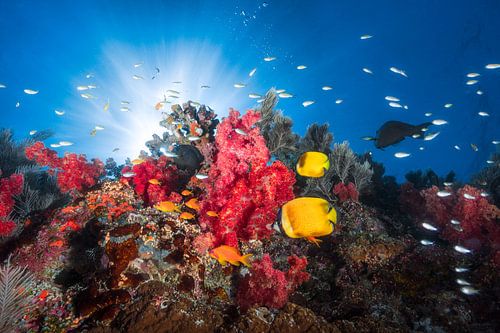 Reef life
