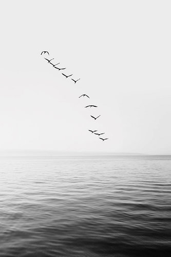 Flying Birds