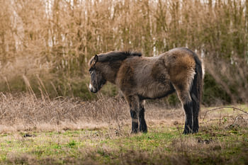 Esmoorpony in relax stand in de weide