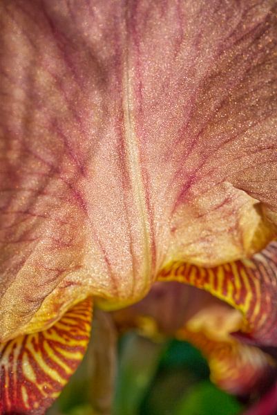 Burgundy Iris Flower Macro by Iris Holzer Richardson