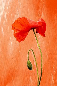 orange poppy