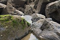 Clams to rocks at low tide on the beach