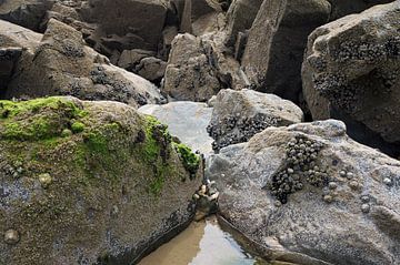 Kokkels aan rotsen bij eb op het strand van Sandra van der Burg
