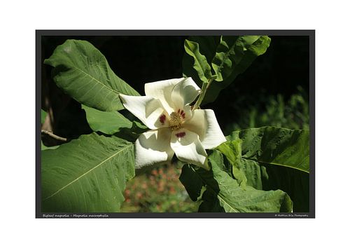 Grootbladige magnolia - DIN A2