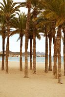 Palmbomen bij zee - Villajoyosa, Spanje