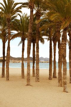 Palmbomen bij zee - Villajoyosa, Spanje van Tessa Hoogenboezem