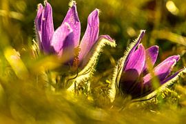 Koebellen in het gouden tegenlicht - Lentedans in de weiden van Fototante