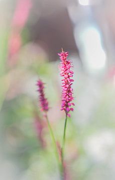 vlinderstruik van SjennaFotografie