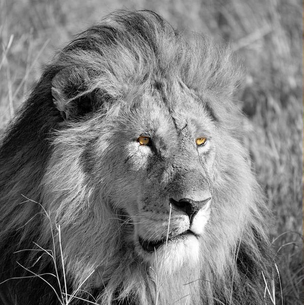 Leo by Jan Fritz