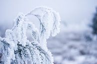 winter in het bos, plant bedekt in sneeuwvlokjes van Karijn | Fine art Natuur en Reis Fotografie thumbnail