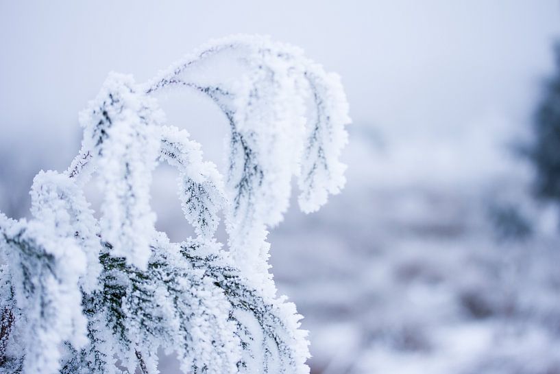 winter in het bos, plant bedekt in sneeuwvlokjes van Karijn | Fine art Natuur en Reis Fotografie