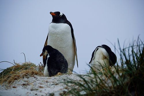 Hoog en machtig op de duinen