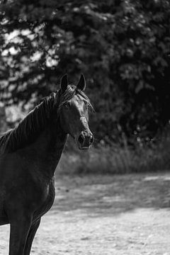 Blik van Bedachtzaamheid - Portret van een Zwart Paard van Femke Ketelaar