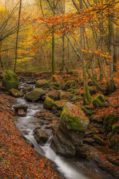 Üppige goldene Herbstfarben im Wald von Jan van der Vlies