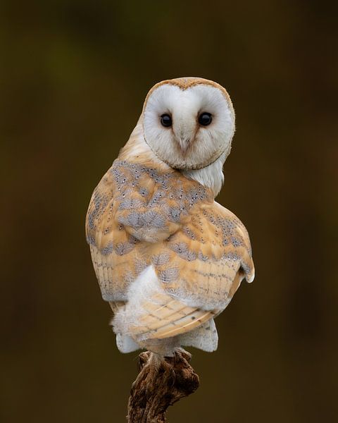 The owl with the heart by HB Photography
