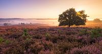 Sunrise on the Posbank - Sunset @ the Posbank by Martin Bredewold thumbnail