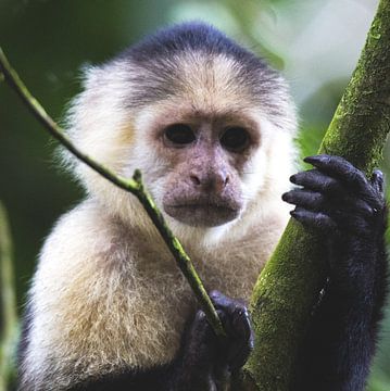 Je vous vois. sur Linda van der Steen