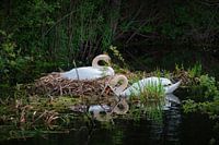 Breeding swan pair