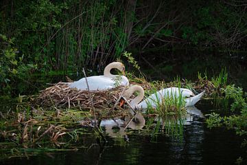 Breeding swan pair by Miny'S