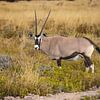 Oryx, gemsbok van antonvanbeek1957