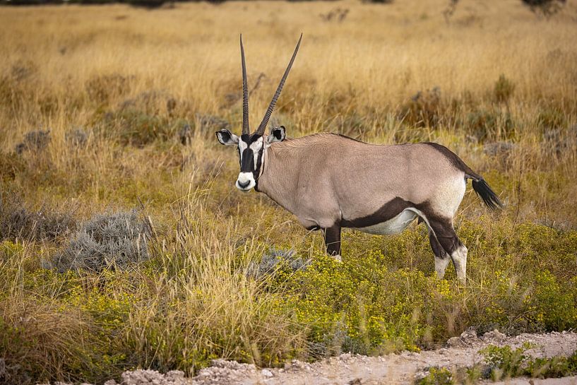 Oryx, Gemsbock von antonvanbeek.nl
