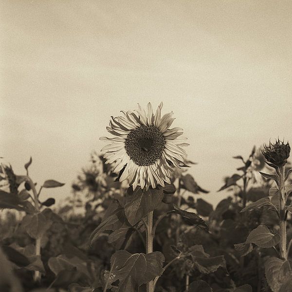 Sunflower by Kinography