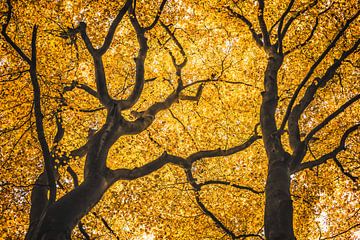 Speulderbos [Golden Autumn Afternoon IV] by rosstek ®