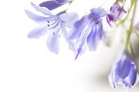 Pastel Purple