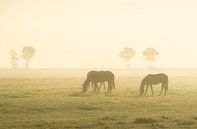 Paarden bij zonsopkomst van Roelof Nijholt thumbnail