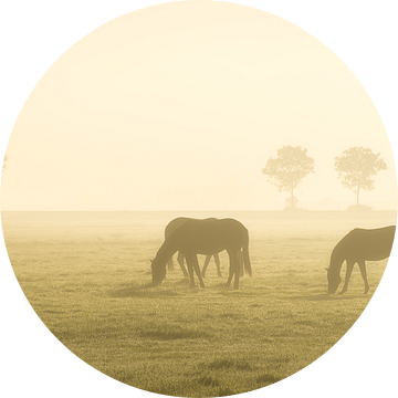 Paarden bij zonsopkomst