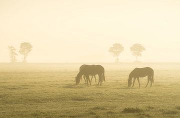 Pferde bei Sonnenaufgang von Roelof Nijholt