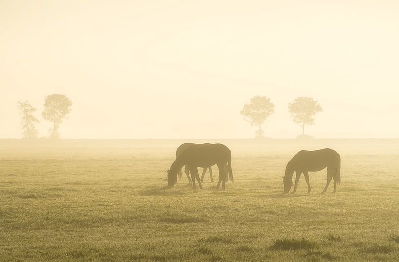 Paarden bij zonsopkomst van Roelof Nijholt