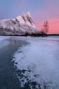 Beautiful sunrise with pink colors at Otertinden in the north of Norway. by Jos Pannekoek thumbnail