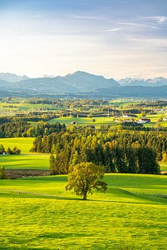 Uitzicht over de Allgäu naar de Allgäuer Alpen en het Grüntengebergte