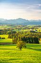 Uitzicht over de Allgäu naar de Allgäuer Alpen en het Grüntengebergte van Leo Schindzielorz thumbnail