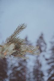 Winter in Bayern von Jonas Lechner