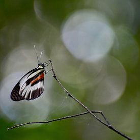 Schmetterling von Mieke Verkennis