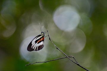 papillon sur Mieke Verkennis