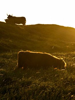 Texel-Highlander