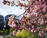 Norwegian spring flowers