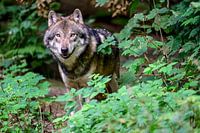 Un loup en vert