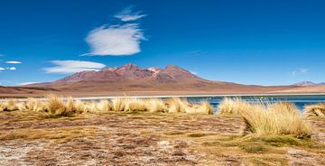 Andesgras in de hoge steppe voor het meer en de vulkanen van Alex Neumayer